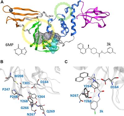 Insights Into Dynamics of Inhibitor and Ubiquitin-Like Protein Binding in SARS-CoV-2 Papain-Like Protease